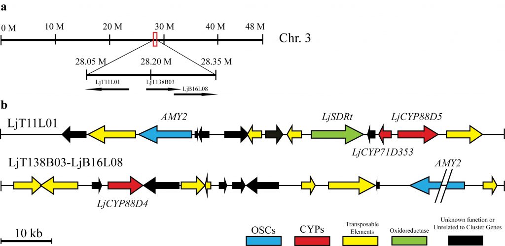 AMY-2-gene-cluster-project