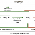 Figure Nitrification Inhibitors