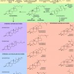 specialized-metabolites-in-plants