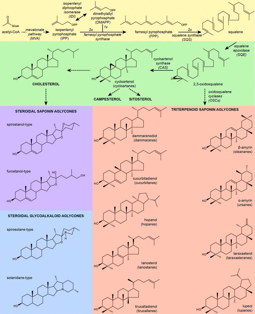 specialized-metabolites-in-plants